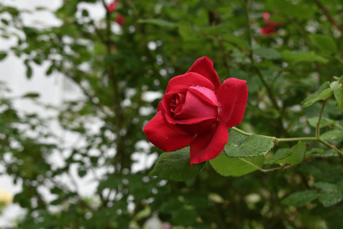 Rosboxar: A Complete Guide to Its Features and Benefits