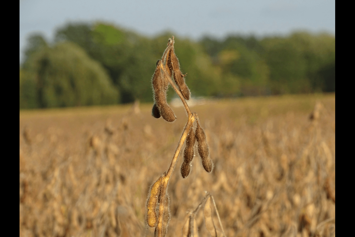 Insoya: A Modern Approach to Plant-Based Nutrition and Wellness