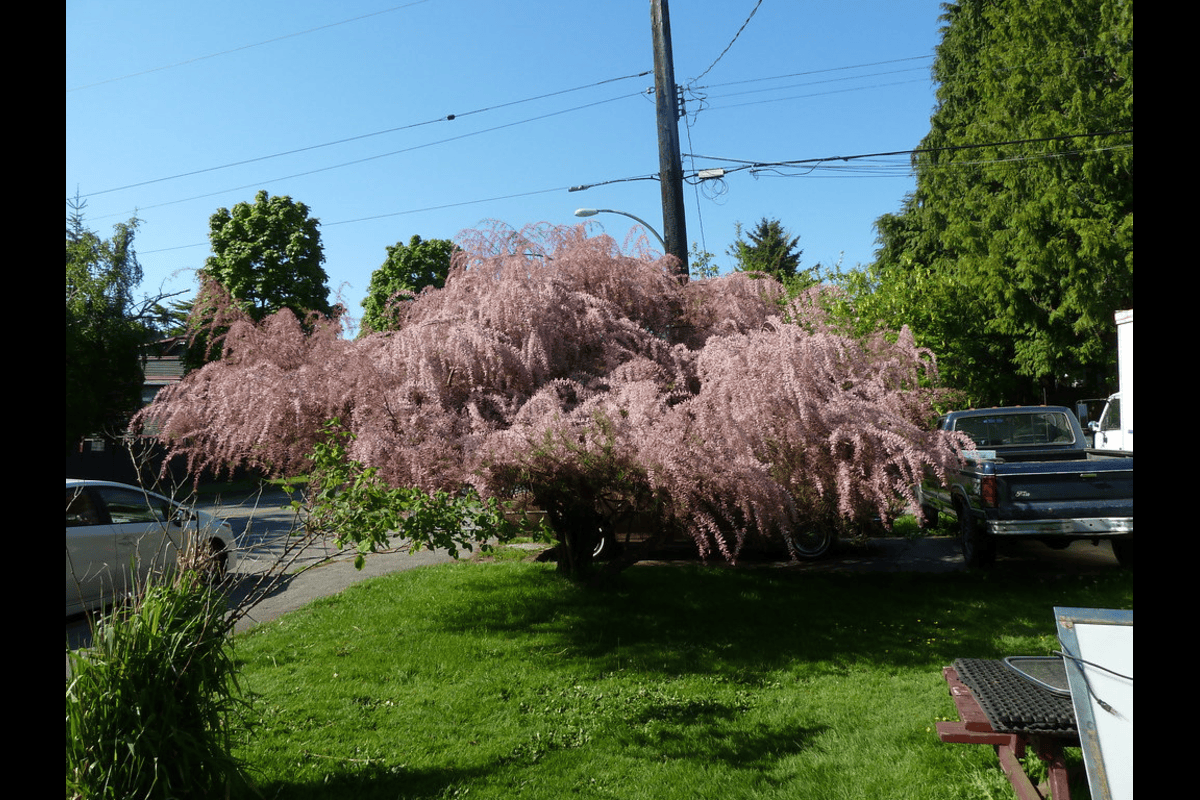 Ракитовица: A Natural Vitamin Bomb — Benefits, Uses, and Myths