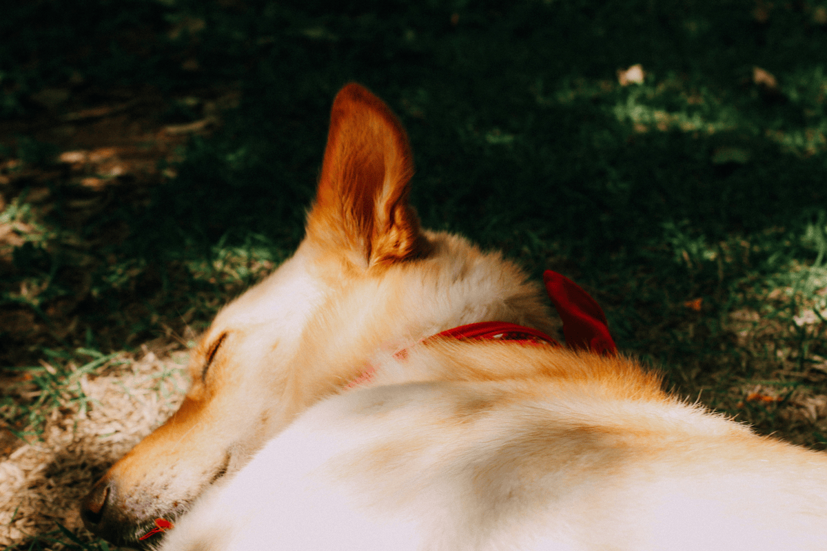 What to do if your dog peeing blood