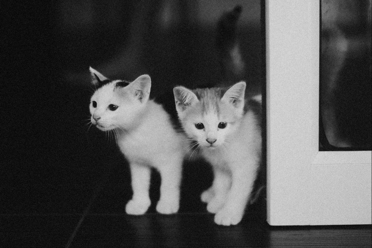 Dwelf Cats: Unveiling Their Mysteries