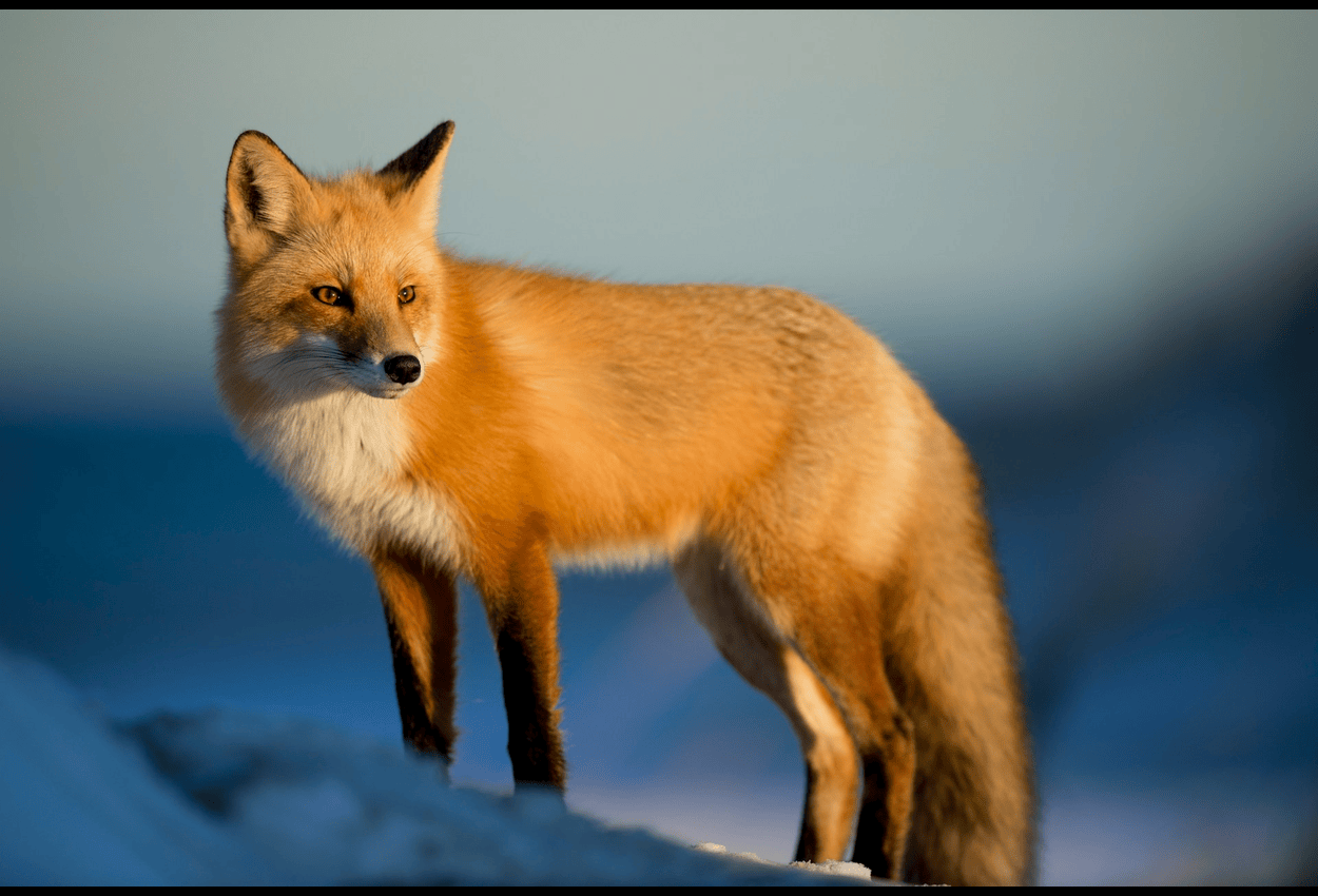 When Nature Knocks: Professional Wildlife Services That Care